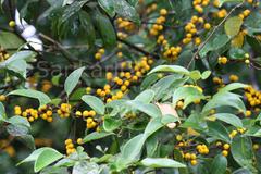 Memecylon talbotianum